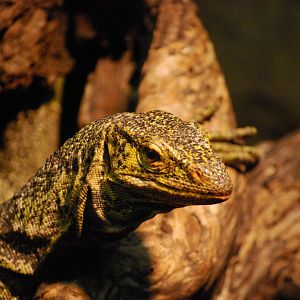 Gray's Monitor