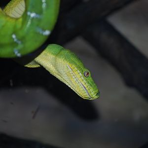 Emerald Tree Boa