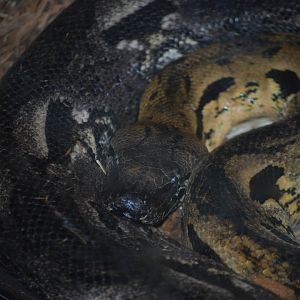 Dumeril's Boa