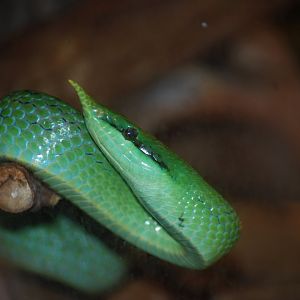 Rhino Ratsnake