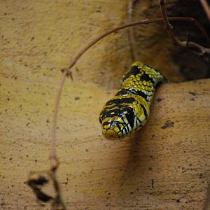 Central American Tiger Ratsnake