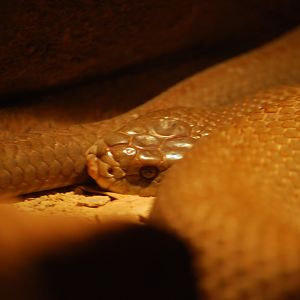 King Brown Snake