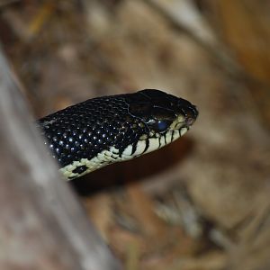 Malagasy Hognose Snake