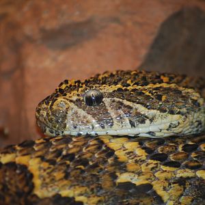 Puff Adder