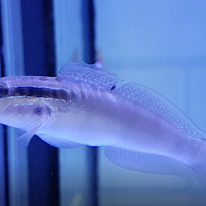 Bynoe goby - Amblygobius byoensis