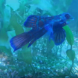 Mandarin dragonet - Synchiropus splendidus