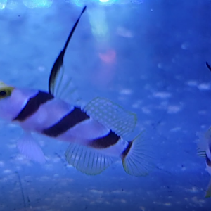 Stonogobiops nematodes