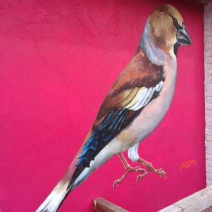 Artwork on budgie aviary