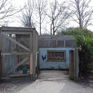 Azara's agouti enclosure