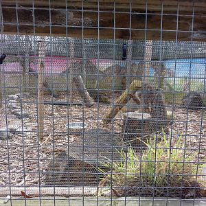 Azara's agouti enclosure