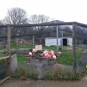 Flamingo enclosure