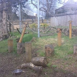 Ring-tailed lemur enclosure