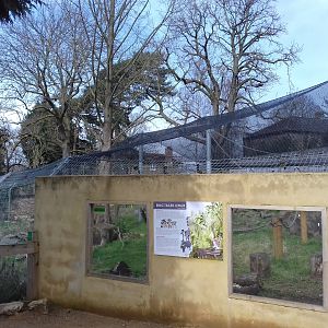 Ring-tailed lemur enclosure