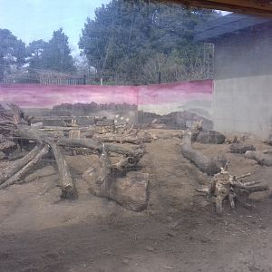 Meerkat enclosure