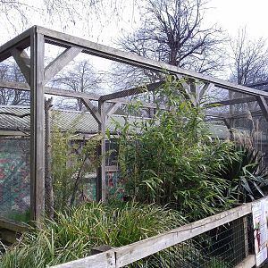 Bali Mynah and hornbill enclosure