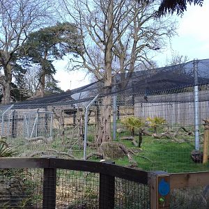 Ring-tailed lemur enclosure