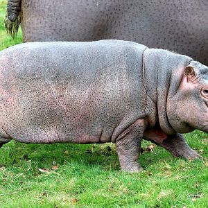 Young hippopotamus ("Hodor"); Whipsnade; 7th April 2018