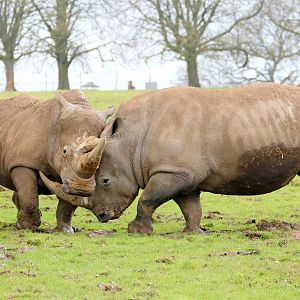 White rhinos; Whipsnade; 7th April 2018