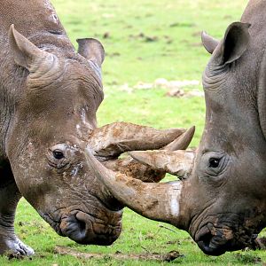 White rhinos; Whipsnade; 7th April 2017