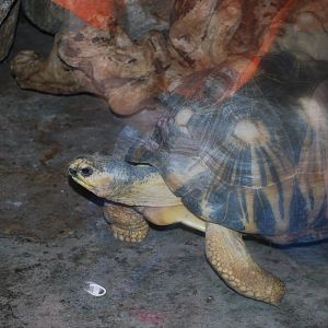 Radiated Tortoise
