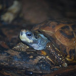 Flat-Tailed Tortoise