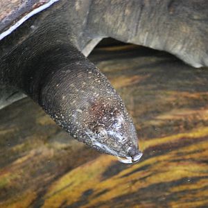 Nile Softshell Turtle