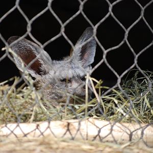 Bat-Eared Fox