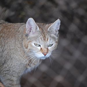 African Wildcat