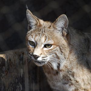 Bobcat
