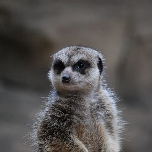 Meerkat