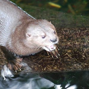 African Spot-Neck Otter