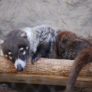 White-Nosed Coatimundi