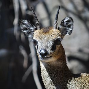 Klipspringer
