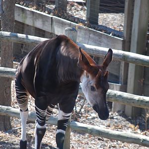 Okapi