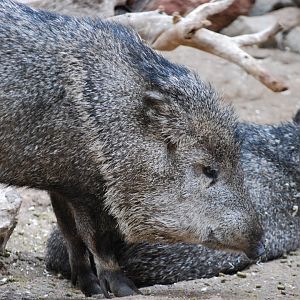 Collared Peccary