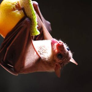 Egyptian Fruit Bat