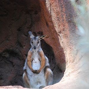 Yellow-Footed Rock Wallaby