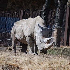 White Rhinoceros