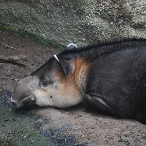 Baird's Tapir