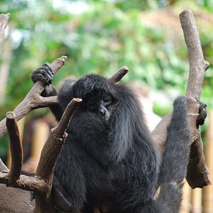 Brown-Headed Spider Monkey