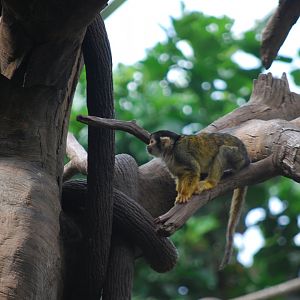 Squirrel Monkey