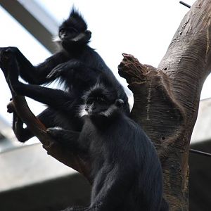 Francois Langur