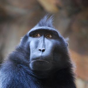 Celebes Crested Macaque
