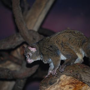 Garnett's Galago