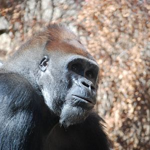 Gorilla