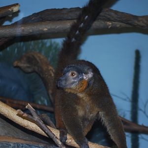 Collared Brown Lemur