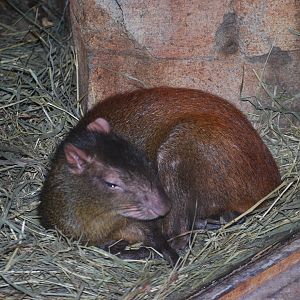 St. Vincett's Agouti