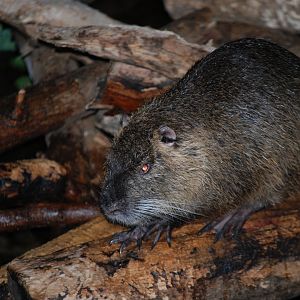 Nutria