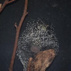 Prehensile-Tailed Porcupine
