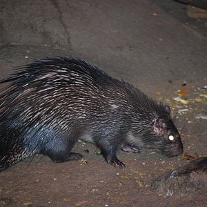 Brush-Tailed Porcupine